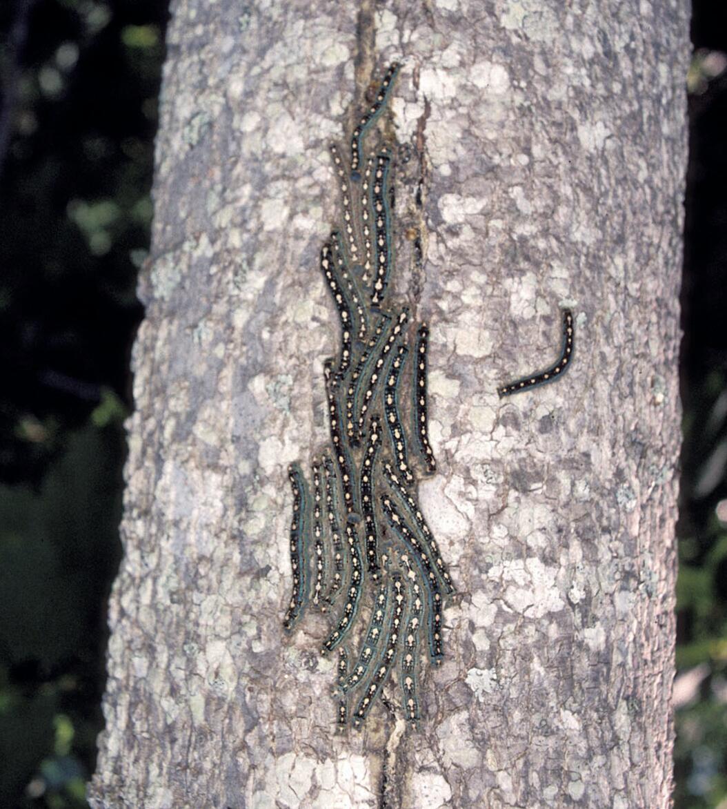 Collection of forest tent caterpillars.  This insect does not make a tent-like structure but instead spins a silken platform on which caterpillars gather when not feeding. Photo credit Bugwood.org