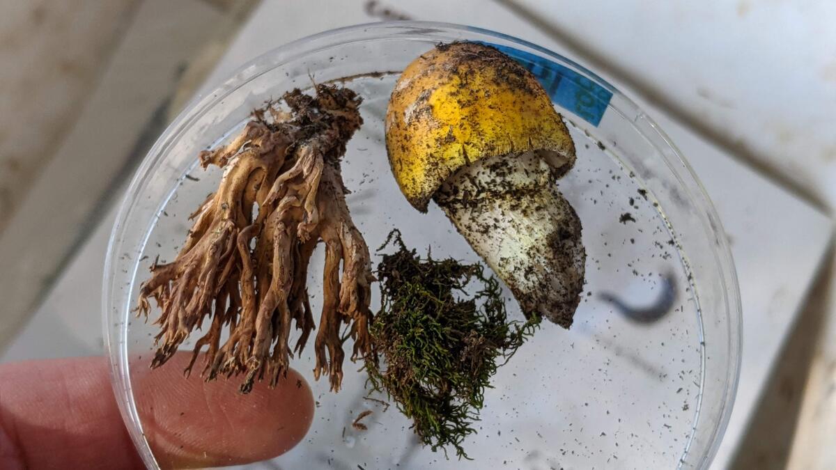 mushrooms and moss in a petri dish