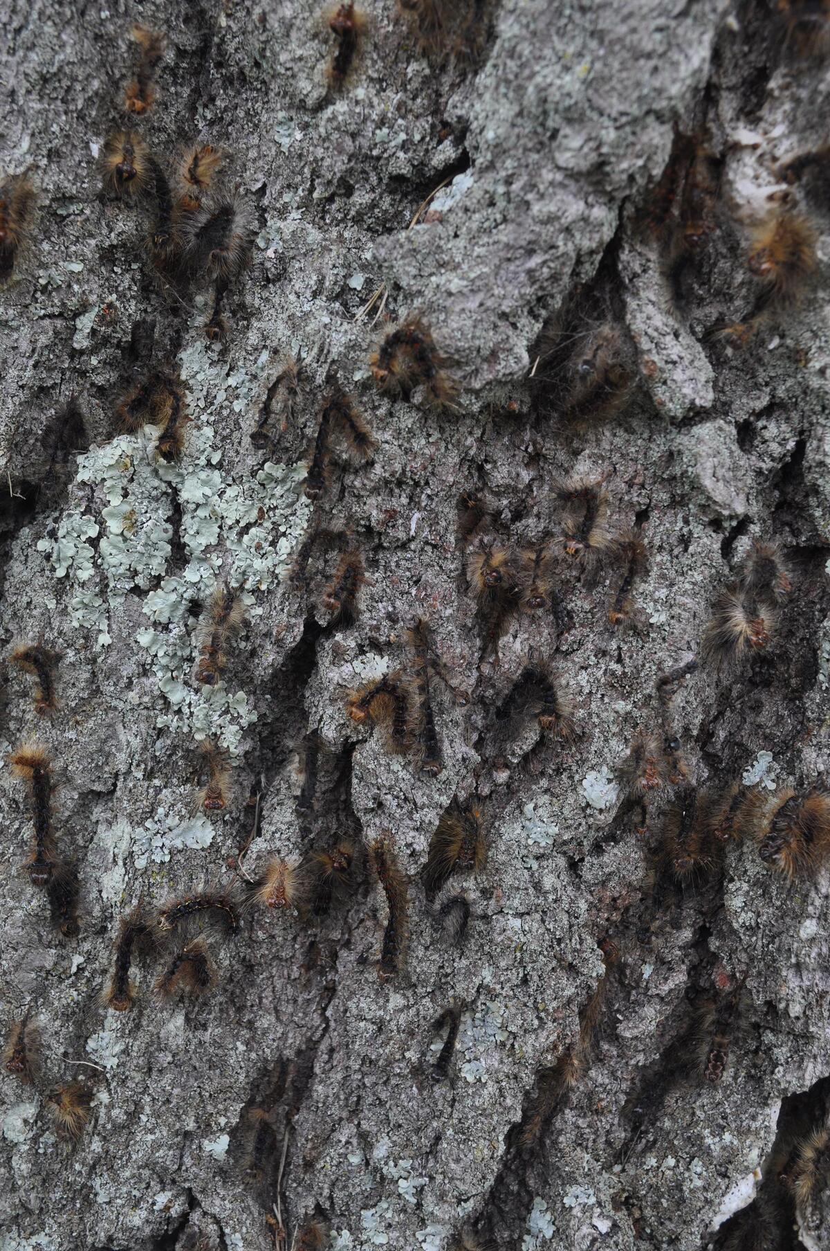 spongy moth dead caterpillars on a Cary oak