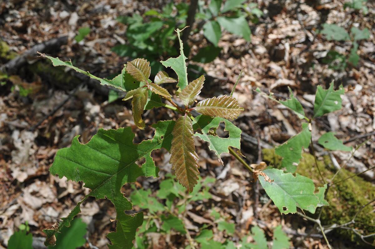 Regrowth of oak leaves in the Cary forest understory
