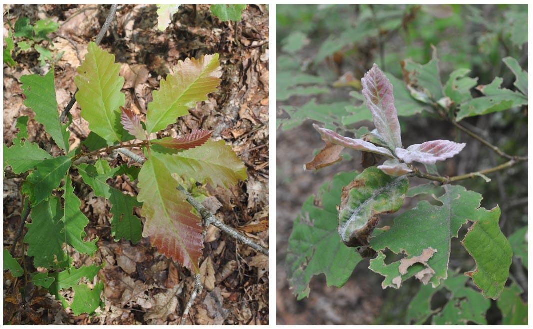 Comparing healthy and powdery mildew-infected chestnut oak leaves