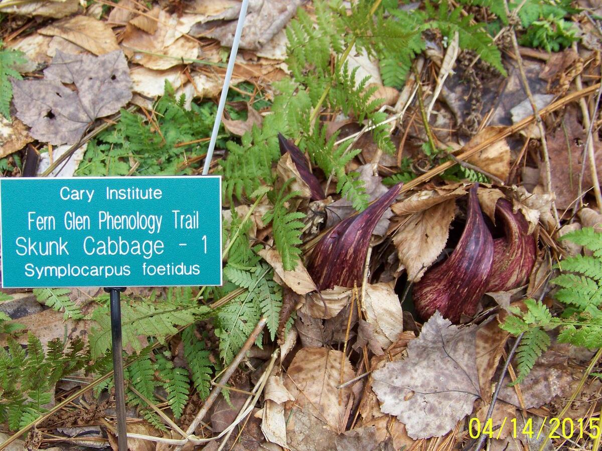 Skunk Cabbage, photo by Barry Haydasz