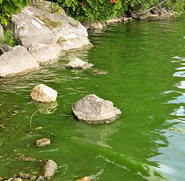 cyanobacteria