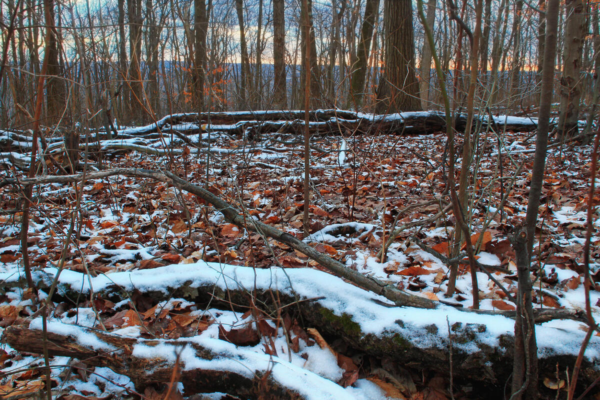 winter leaf litter