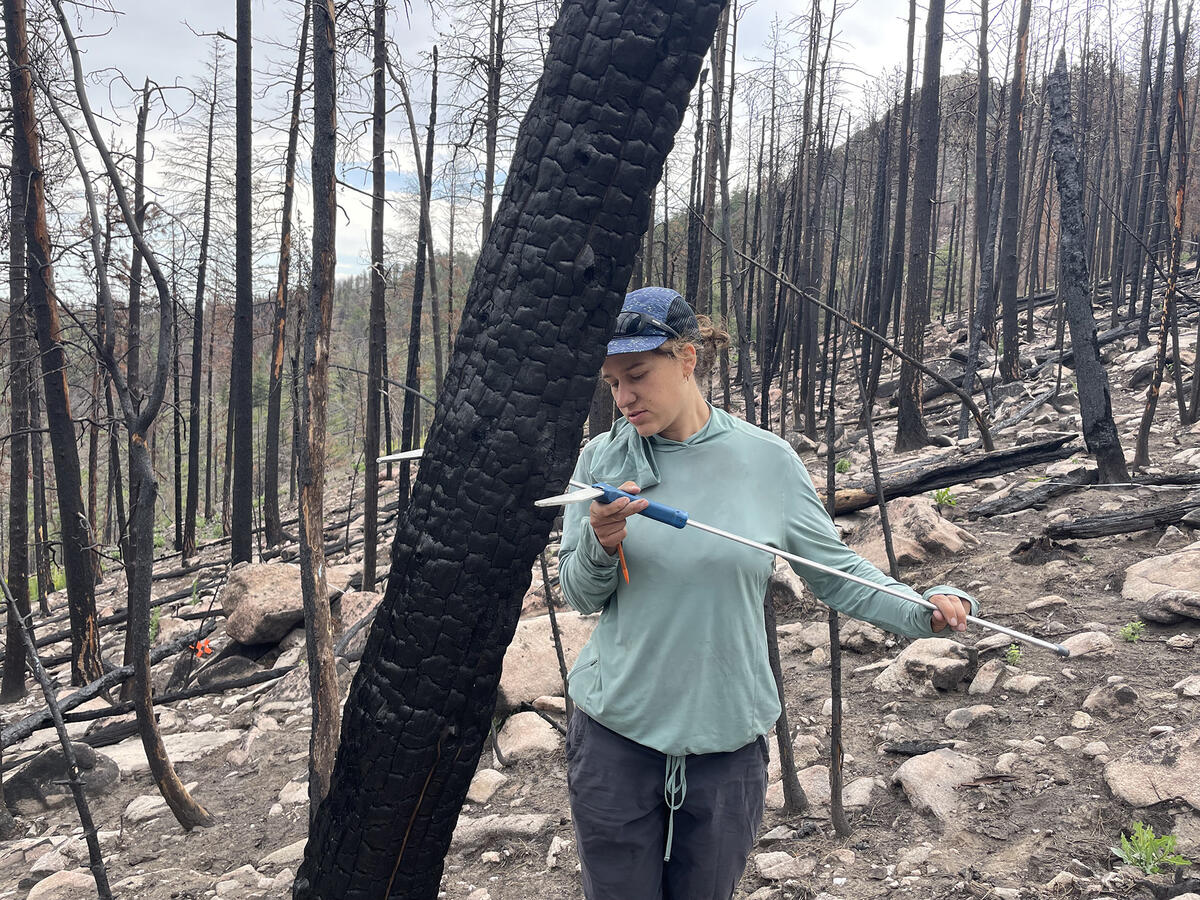 researcher measures the diameter of a burned tree