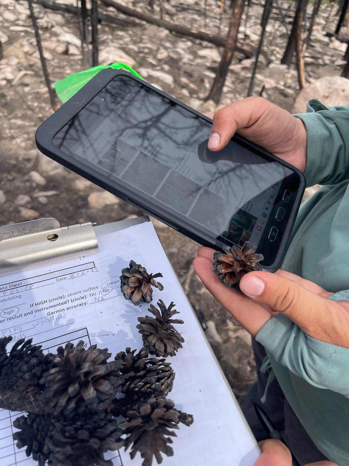 taking a photo of pine cones on a clipboard to identify tree species