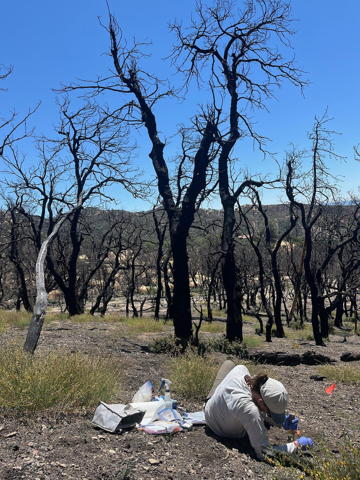researcher laying on the ground to dig in soil of burned forest