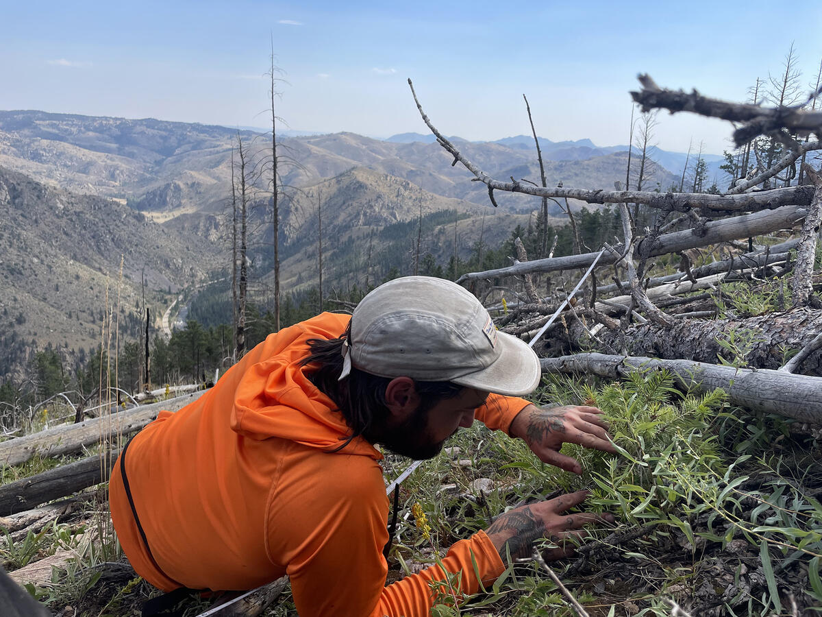 researcher laying on the ground to identify a young tree