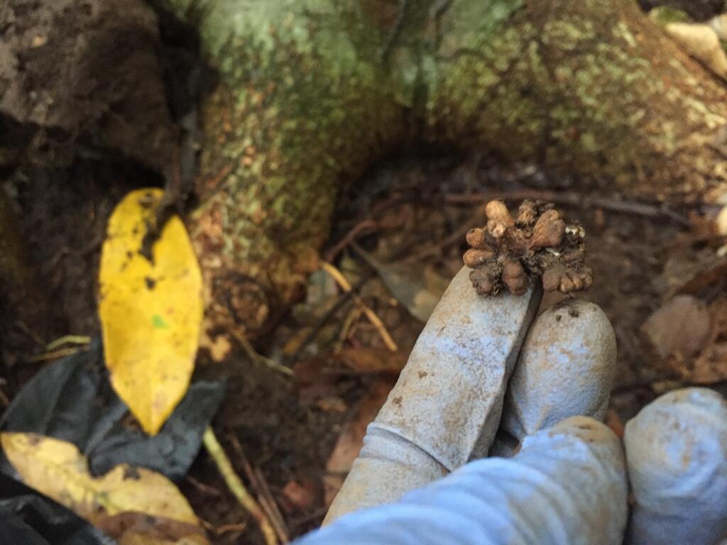 a hand in a blue glove holds a cluster of root nodules